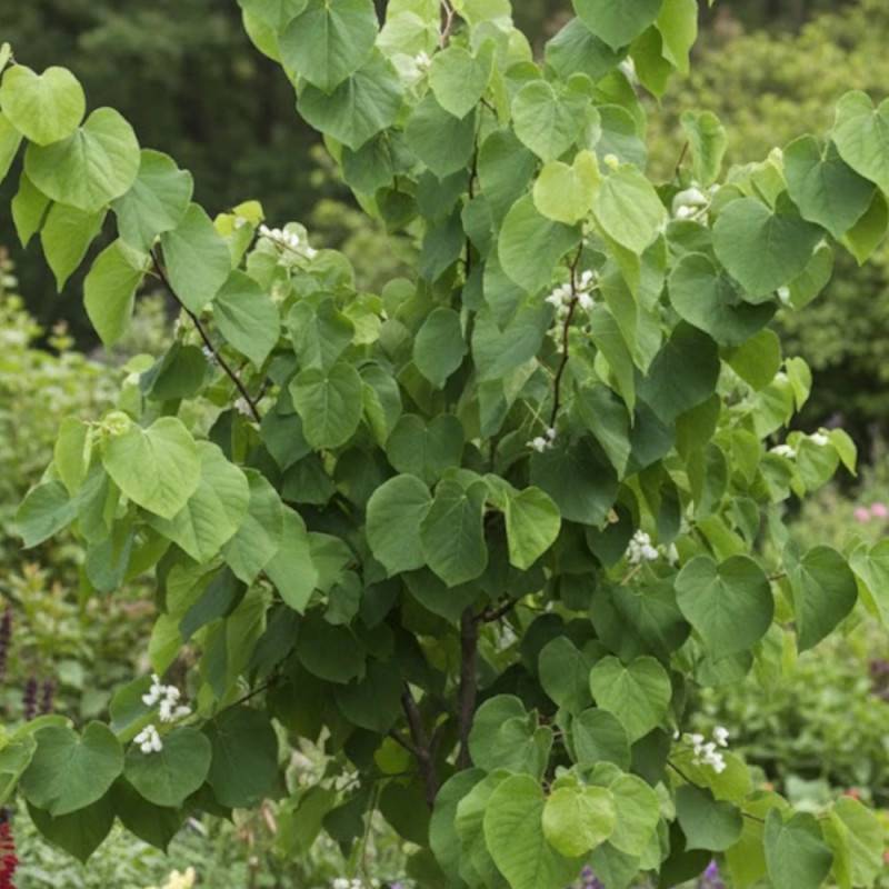 Cercis du Canada Royal White, Arbre de Judée, Gainier du Canada à fleurs Blanche - feuillage Caduc - Pot de 15L - Baliveau-  hauteur à maturité De 5,0 - Image 2