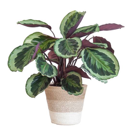 Calathea Medaillon et son pot- La Green Touch Panier Blanc - Hauteur 65cm