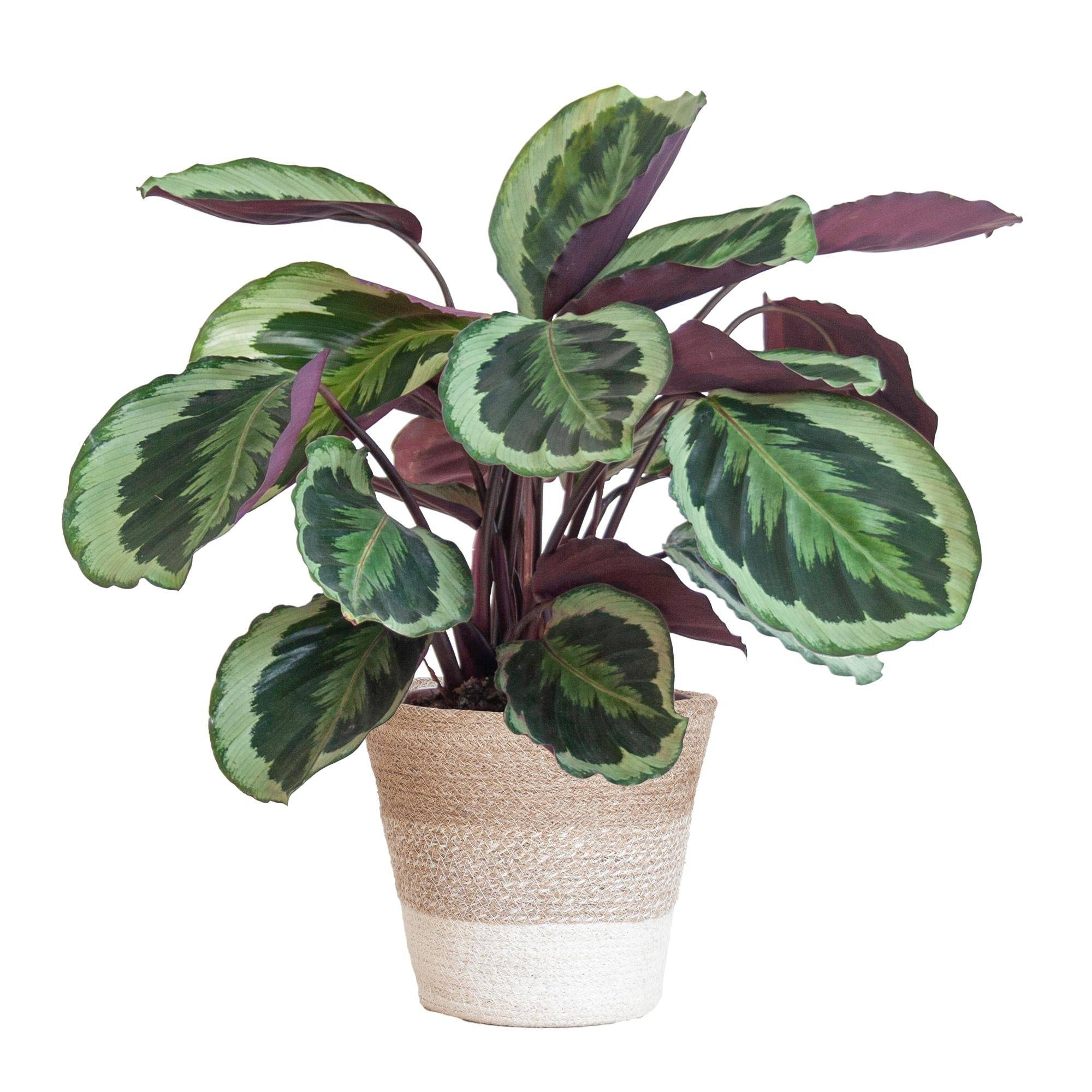 Calathea Medaillon et son pot- La Green Touch Panier Blanc - Hauteur 65cm