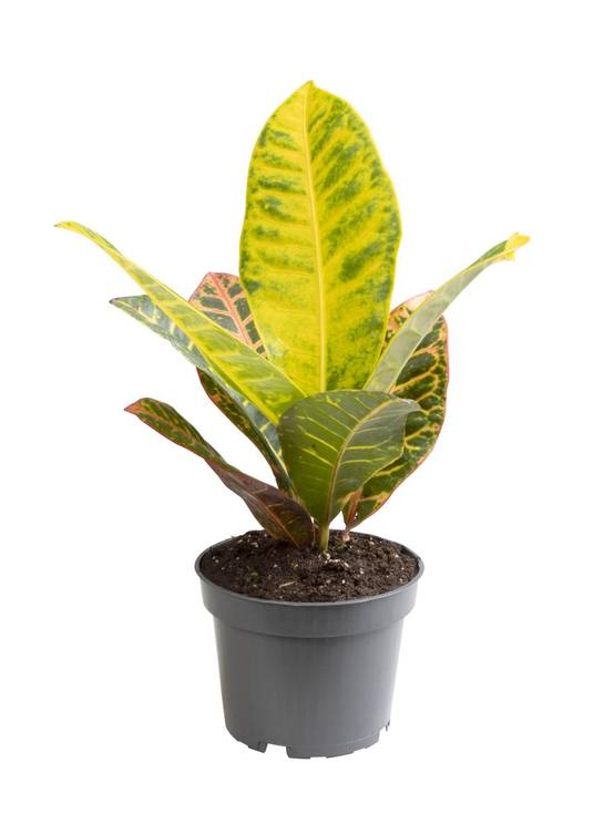 La Green Touch - Croton Nervia 25cm - Plante d'intérieur- La Green Touch - Image 1
