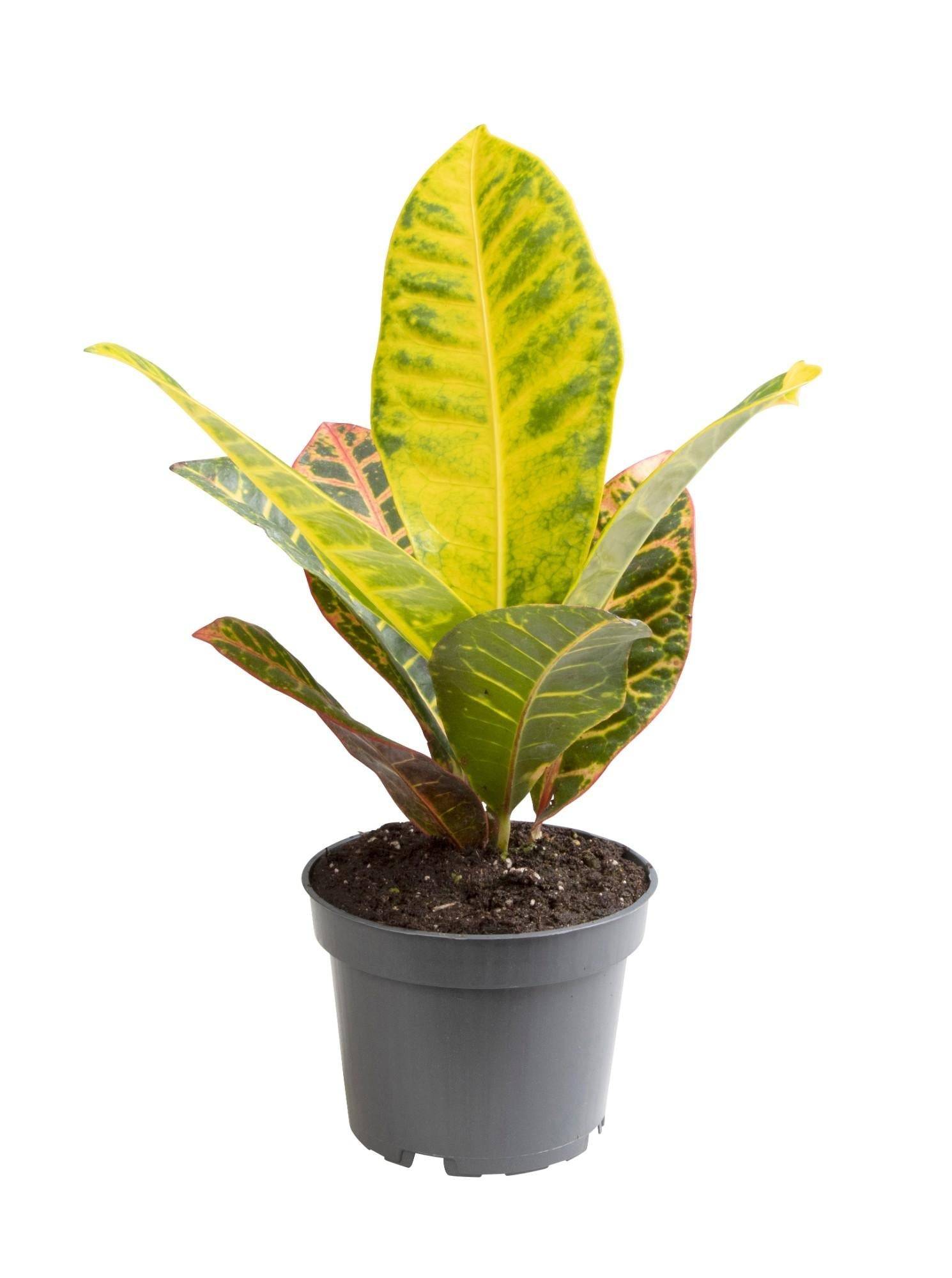 La Green Touch - Croton Nervia 25cm - Plante d'intérieur- La Green Touch - Image 1