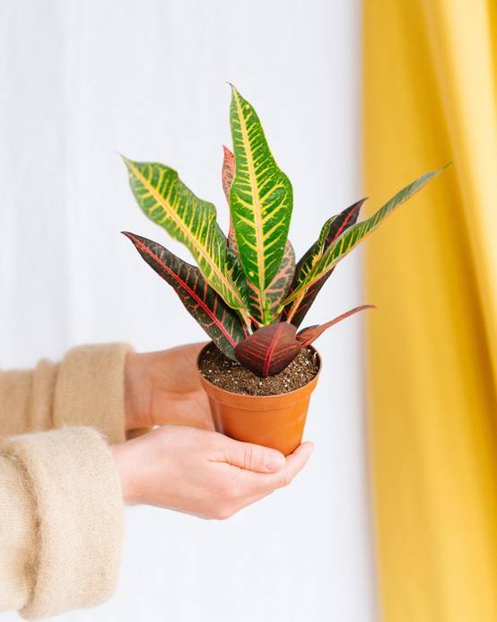 La Green Touch - Croton Nervia 25cm - Plante d'intérieur- La Green Touch - Image 2