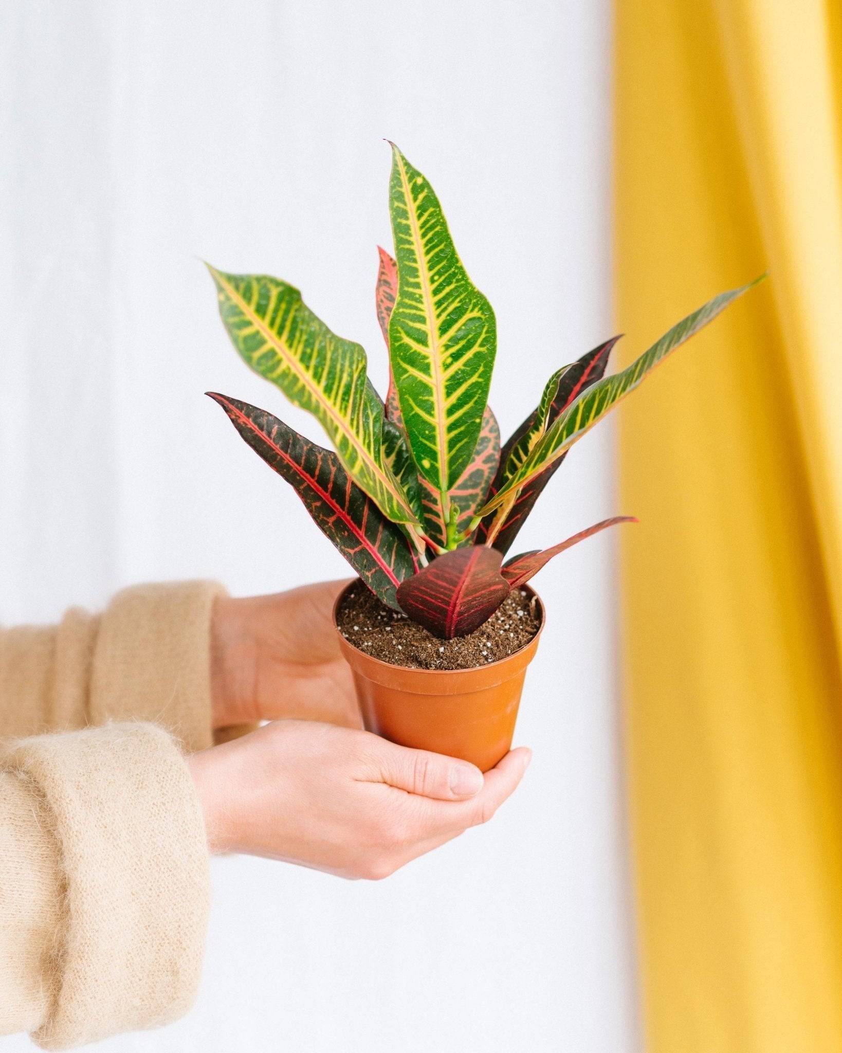 La Green Touch - Croton Nervia 25cm - Plante d'intérieur- La Green Touch - Image 2