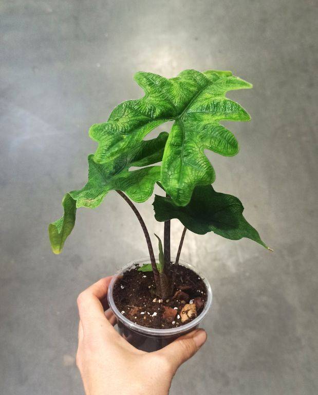 Alocasia Jacklyn Small D. 9cm H. 10cm - Plante d'intérieur - IndoorPoppies - Image 3