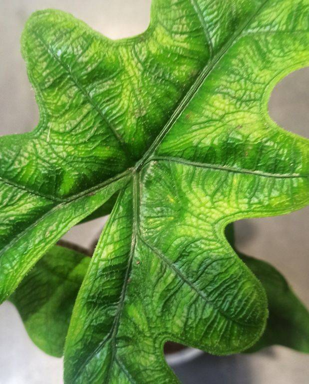 Alocasia Jacklyn Small D. 9cm H. 10cm - Plante d'intérieur - IndoorPoppies - Image 2