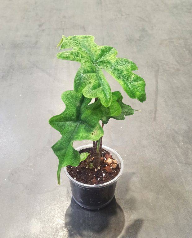 Alocasia Jacklyn Small D. 9cm H. 10cm - Plante d'intérieur - IndoorPoppies - Image 1