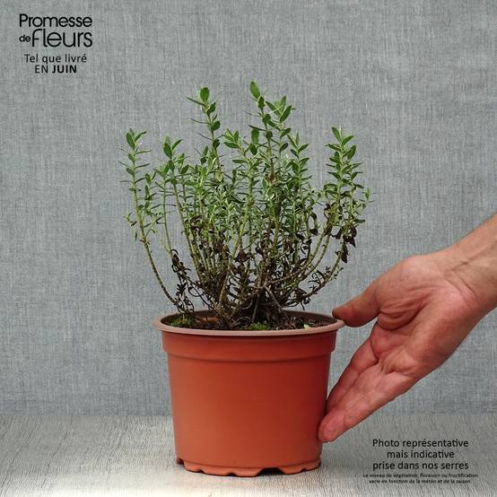Promesse de Fleurs - Hebe Red Edge - Véronique arbustive. Pot de 2L/3L - Image 2