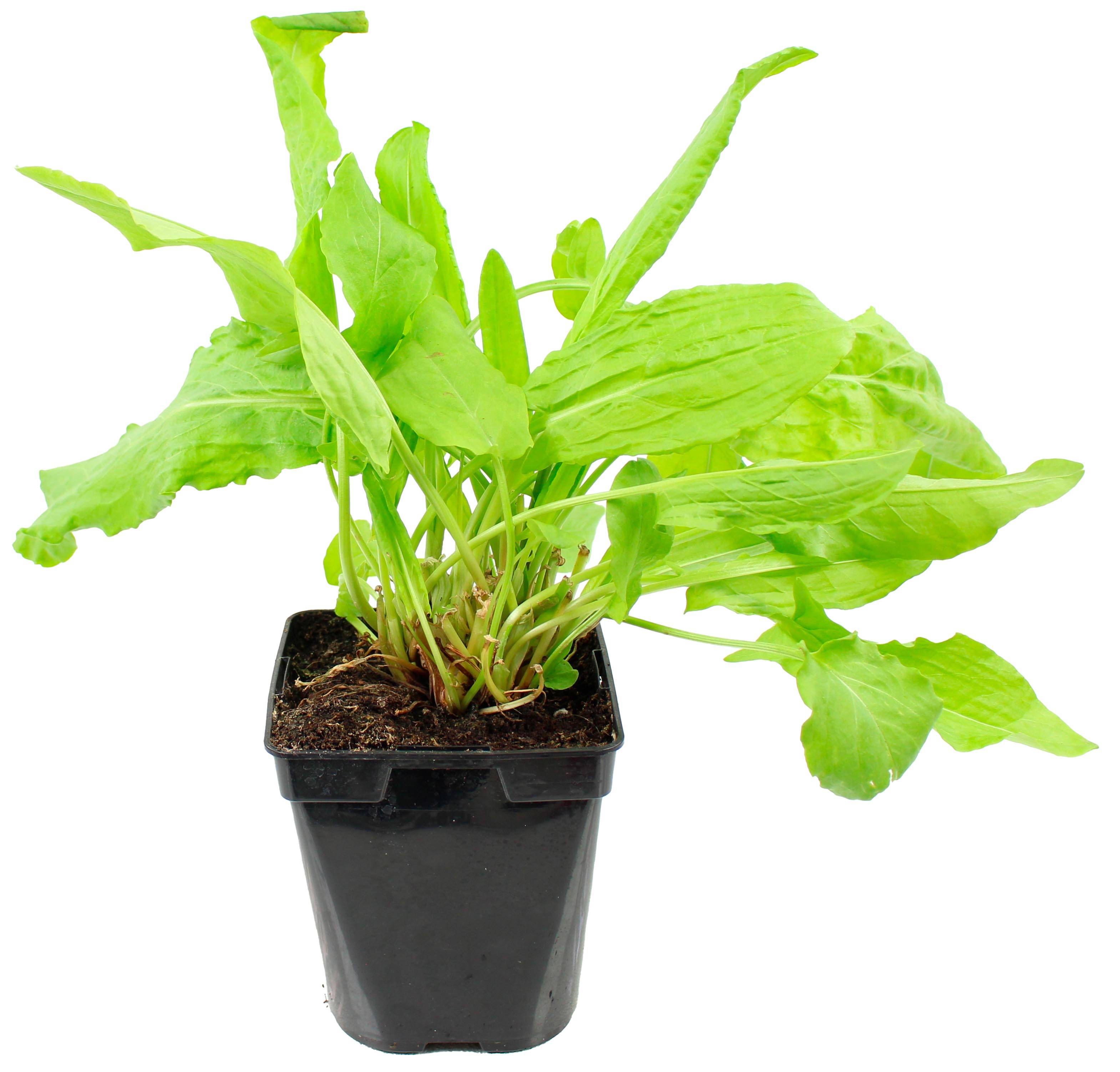 Plant de Oseille verte pot de 1litre - Image 1