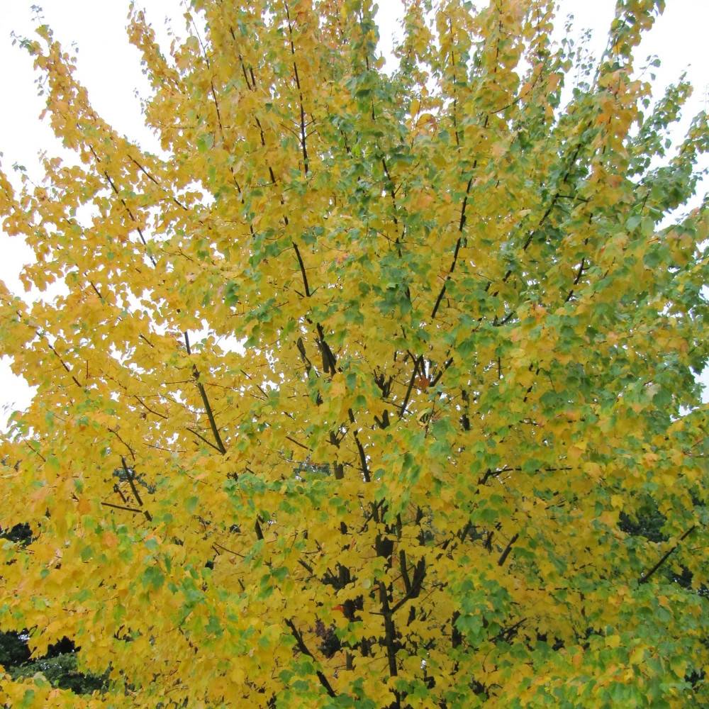 Érable rouge Scanlon, Acer rubrum - Pot de 15L - Baliveau