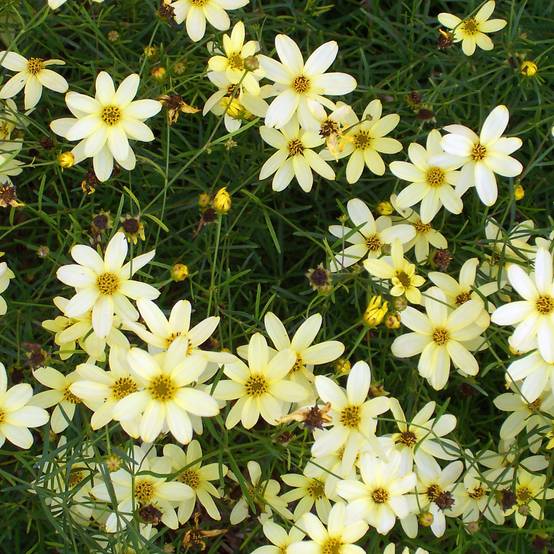 Coreopsis verticillata Moonbeam (Clair de Lune) - Coréopsis verticillé Godet de 7/8 cm