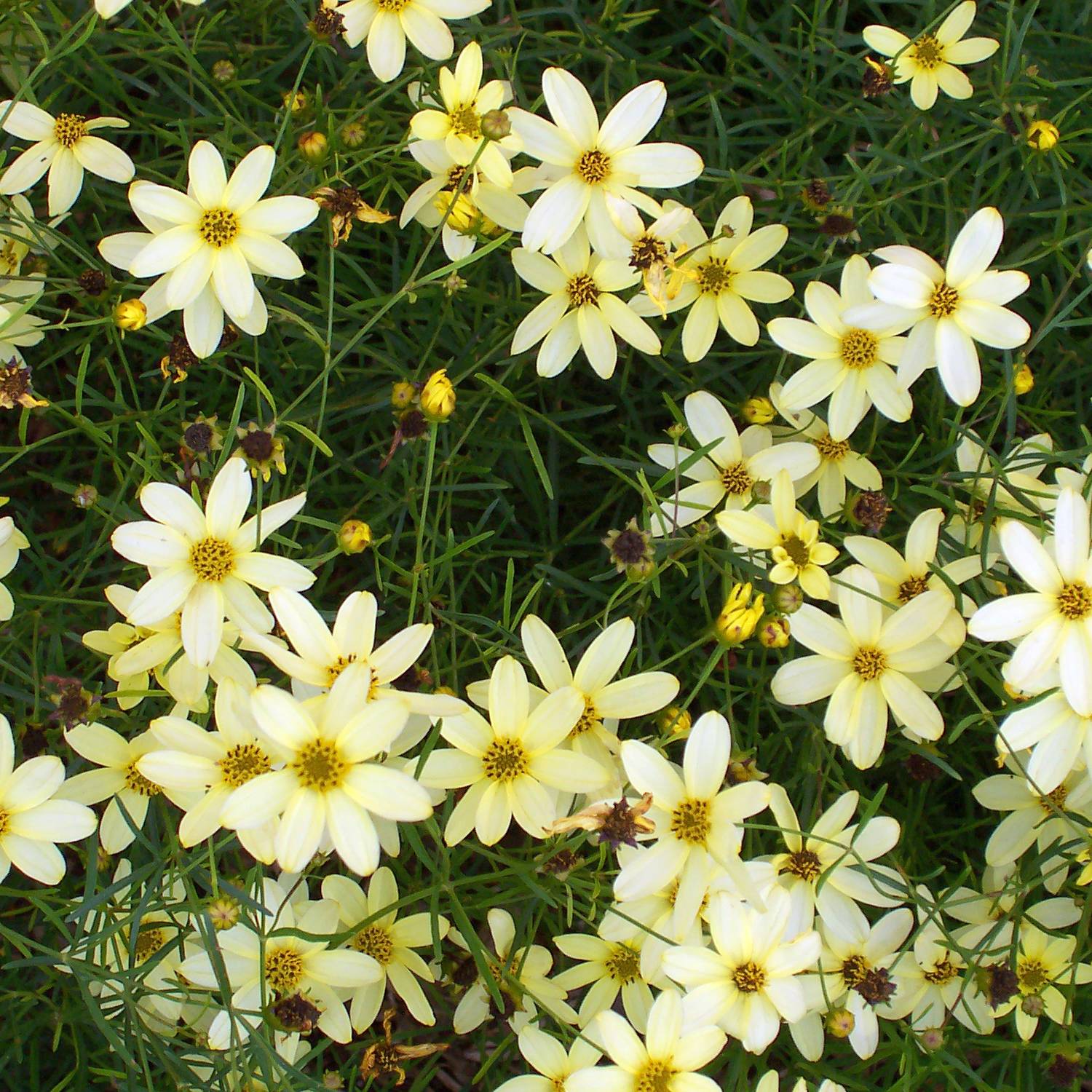 Coreopsis verticillata Moonbeam (Clair de Lune) - Coréopsis verticillé Godet de 7/8 cm