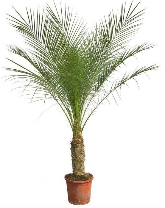 Phoenix Roebelenii Sur Tige - D30 H190cm - Image 1