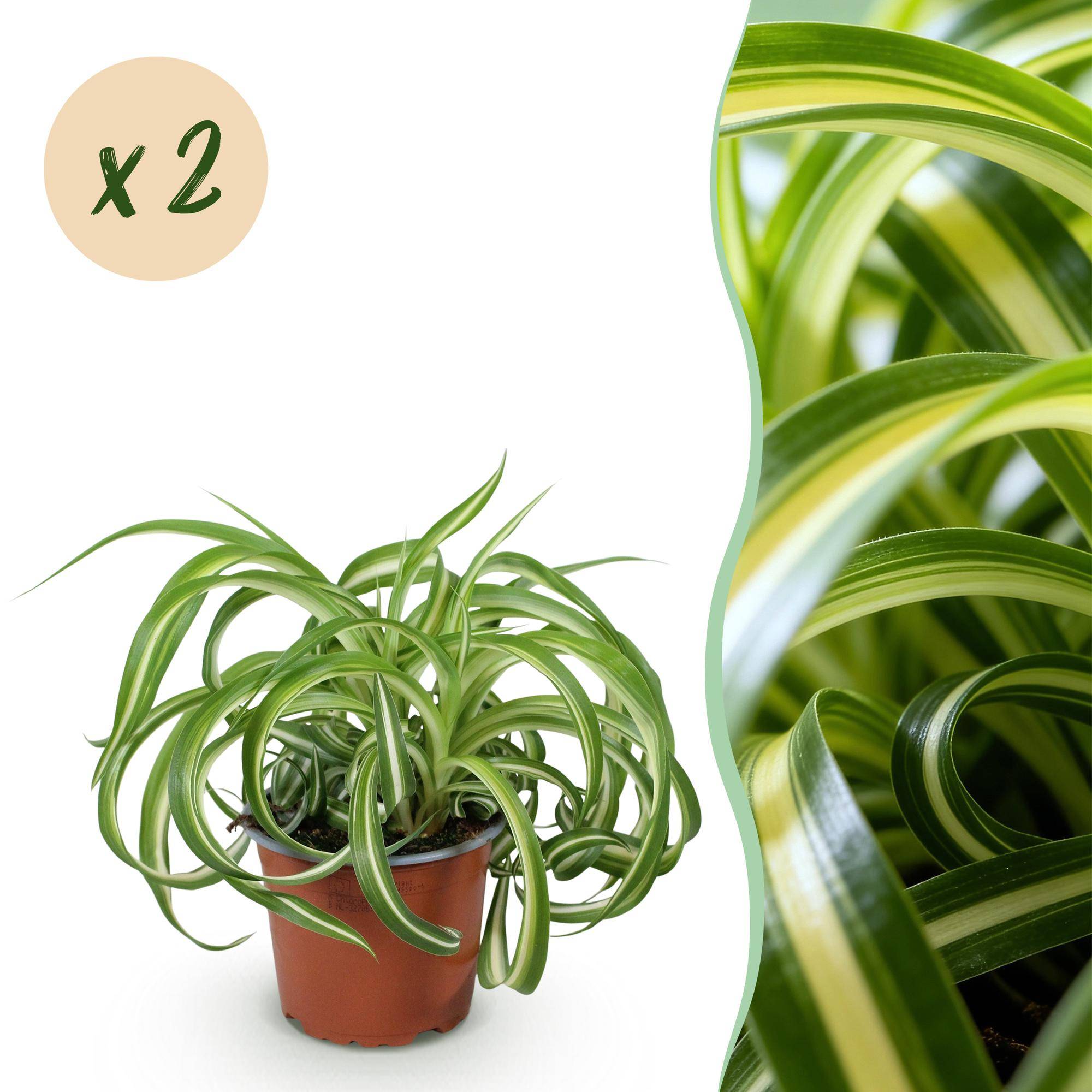 Chlorophytum comosum Bonnie - Pet-friendly - Pot de 12cm - Hauteur 20cm - 2 plantes - Sans cache-pot - Plantes d'intérieur - Image 1