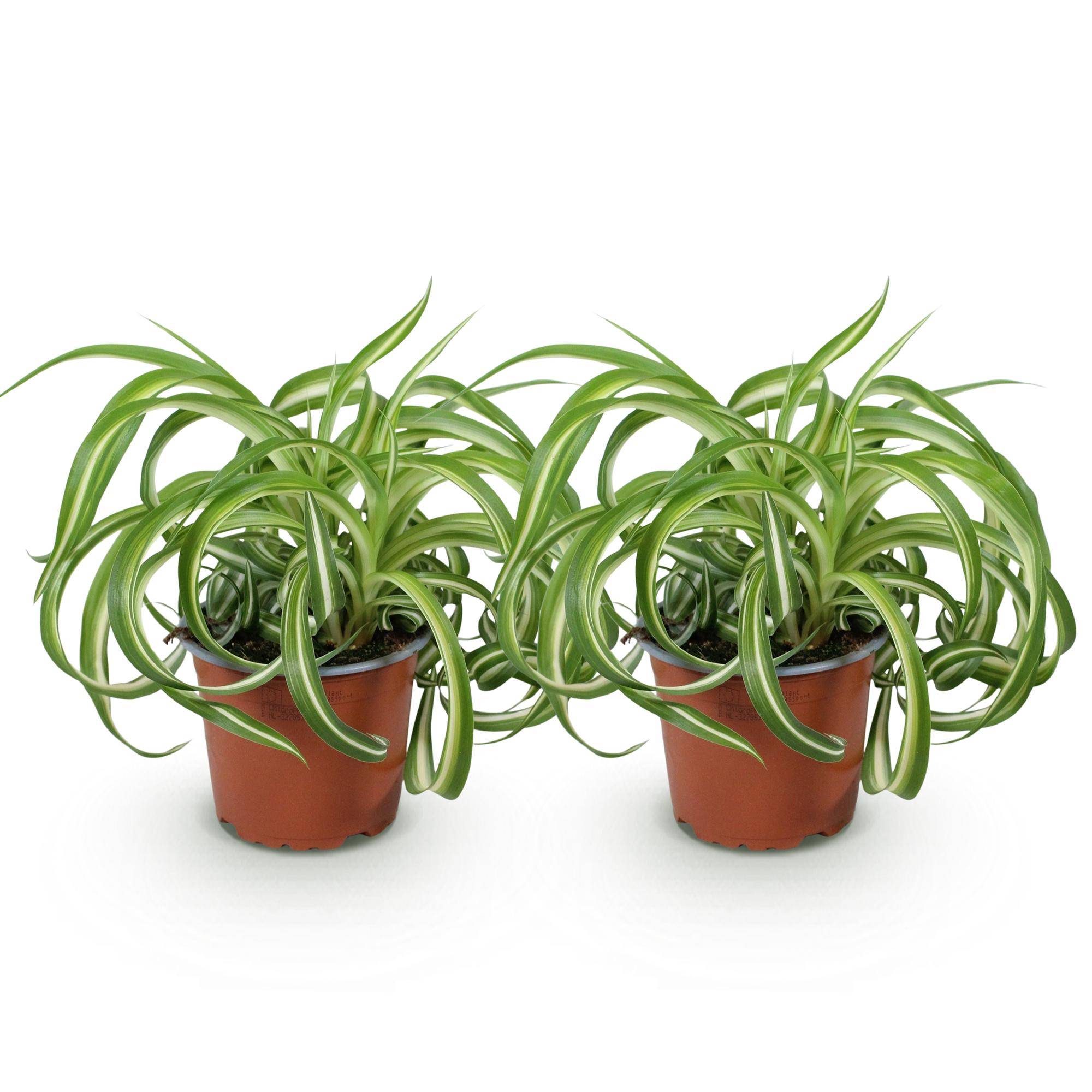 Chlorophytum comosum Bonnie - Pet-friendly - Pot de 12cm - Hauteur 20cm - 2 plantes - Sans cache-pot - Plantes d'intérieur - Image 2