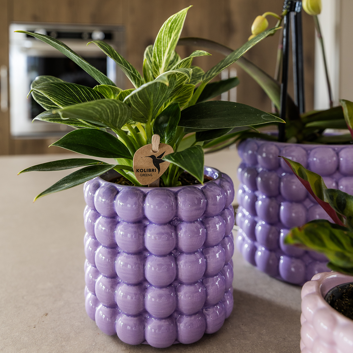 Orchidées - Image 5