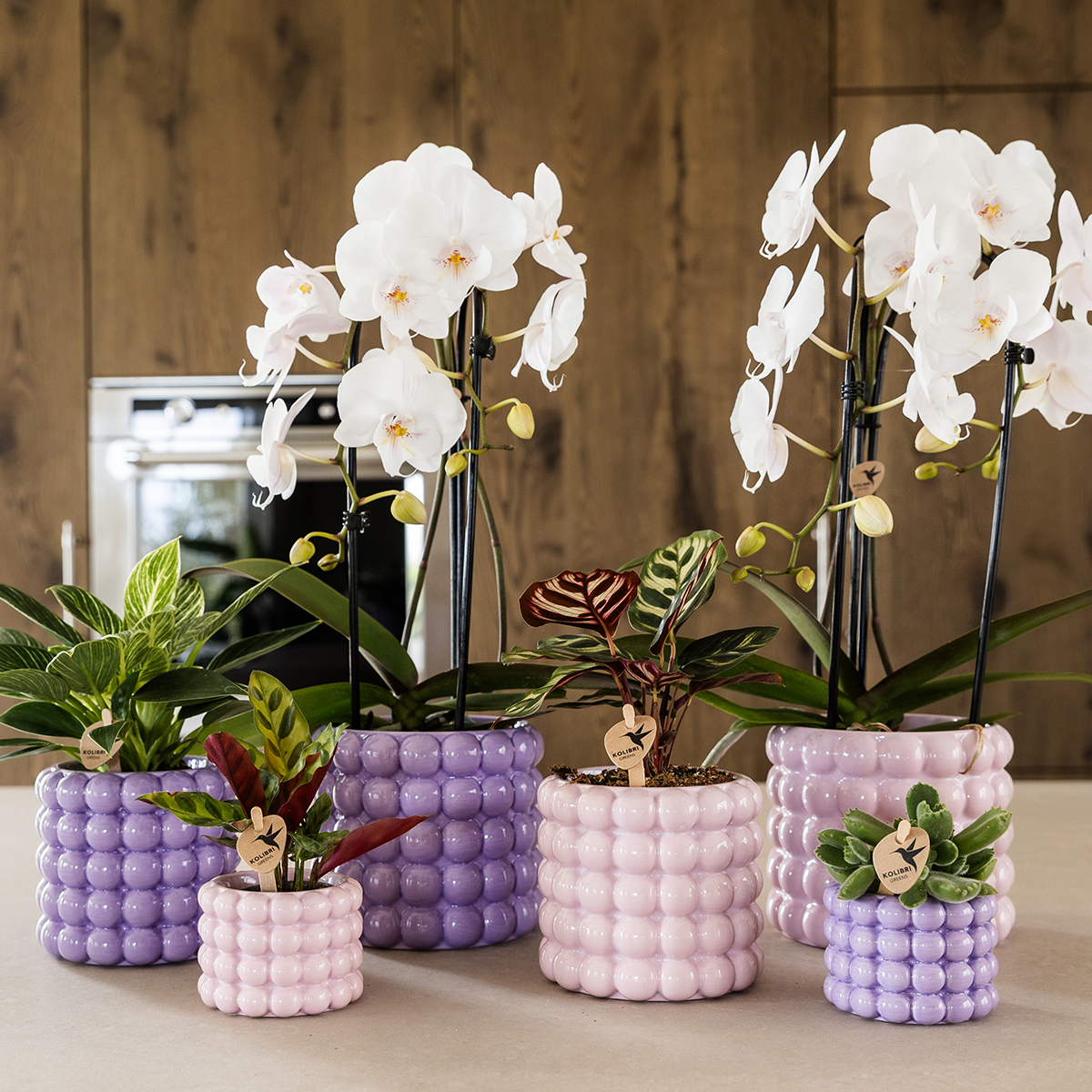 Orchidées - Image 3