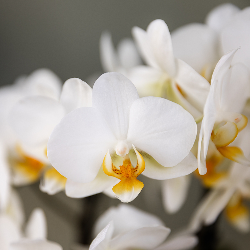 Orchidées - Image 1