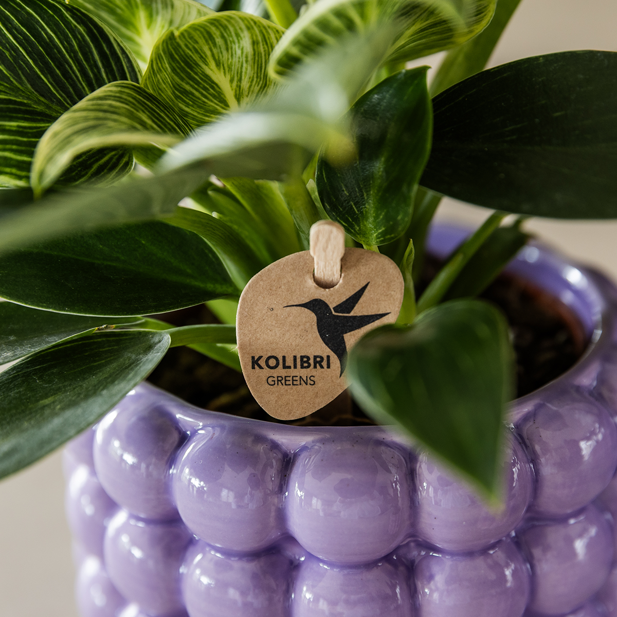 Orchidées - Image 2