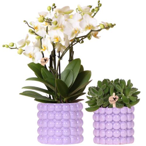 Orchidées - Image 4
