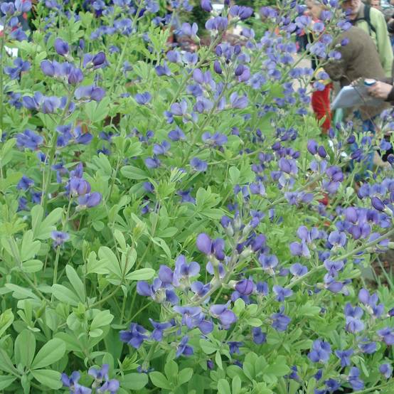 Lupin indigo, Baptisia australis Godet de 8/9 cm