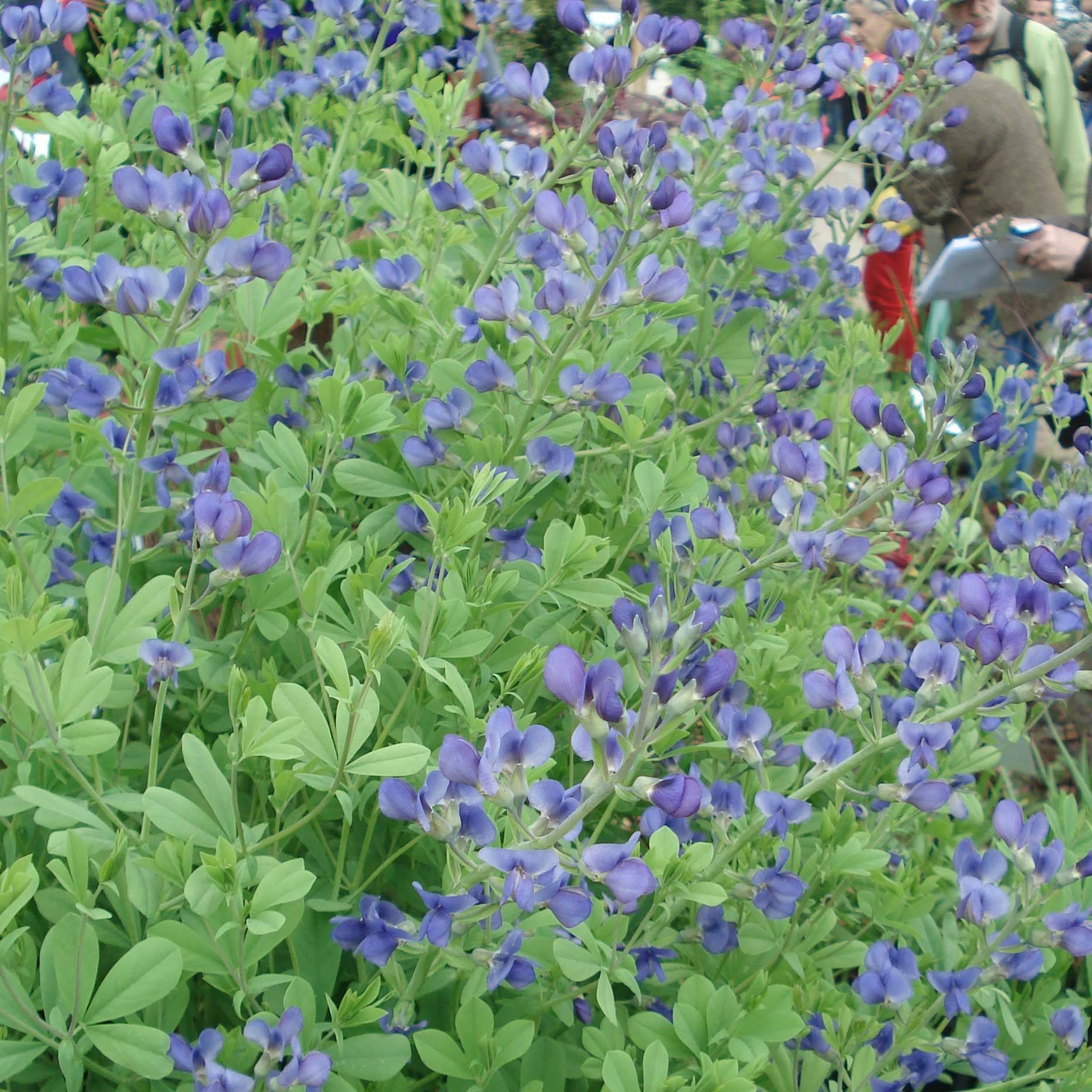 Lupin indigo, Baptisia australis Godet de 8/9 cm