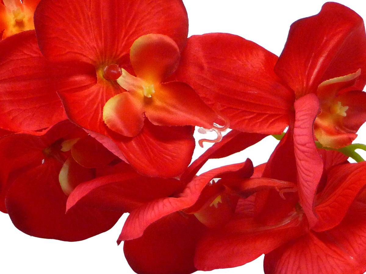 Artificielles - Orchidée Tao factice H105 cm 8 fleurons 5 boutons qualité Pro Rouge - couleur: Rouge - Image 3
