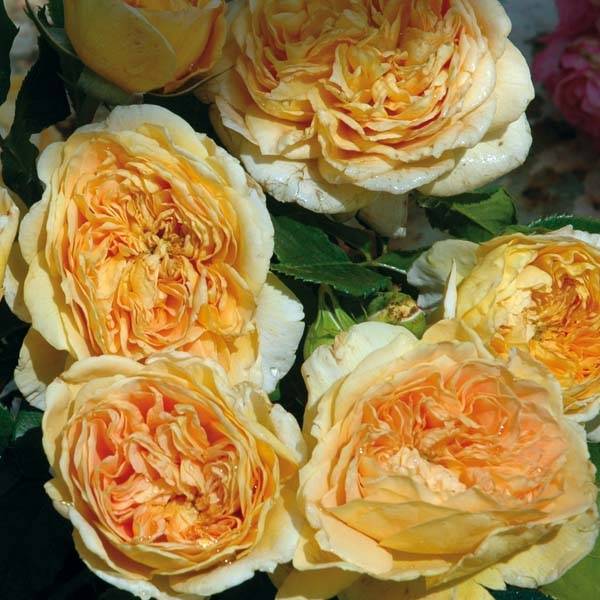 Promesse de Fleurs - Rosier Generosa 100 Idées Jardin Pot de 4L/5L