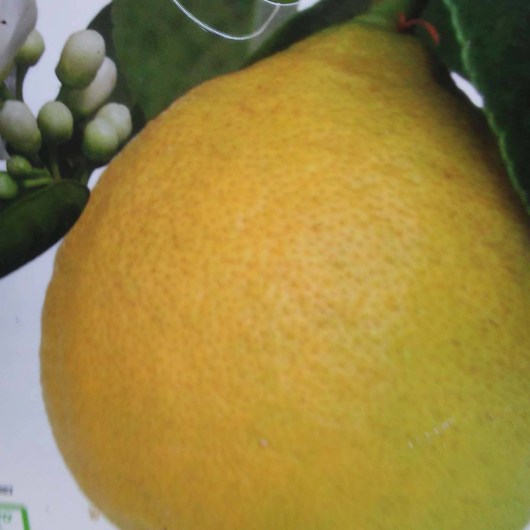 Citronnier - Citrus limon Adamo Pot de 4L/5L, 1/4 de tige