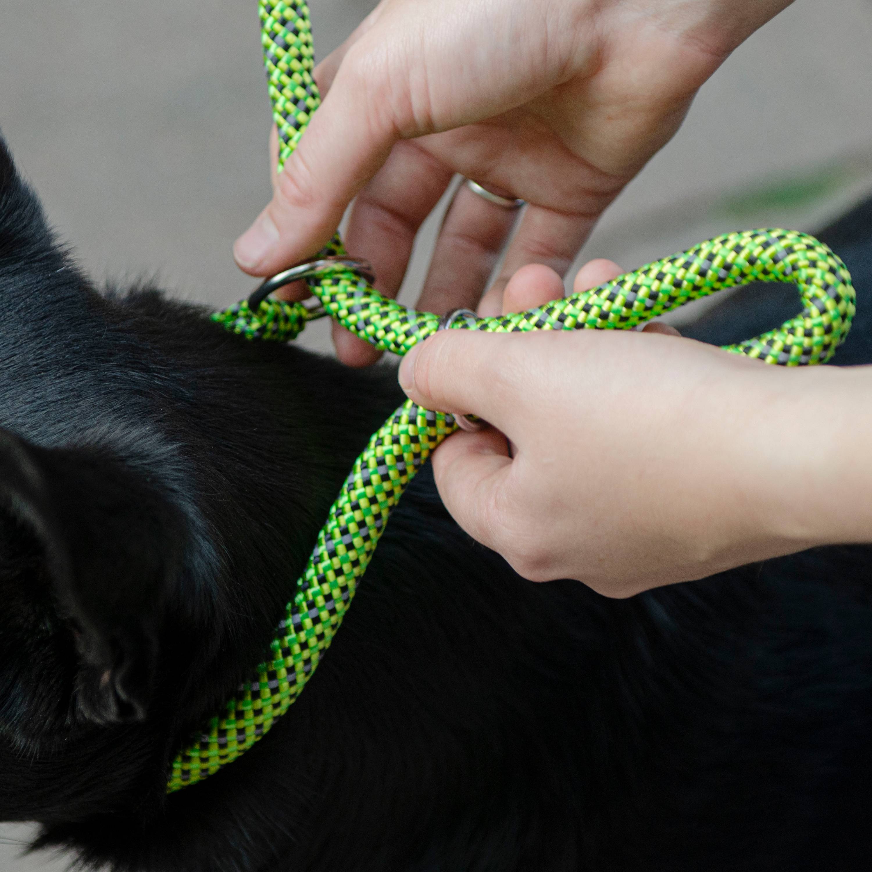 Ferplast - Ferplast Laisse et Collier pour Chien SPORT REFLEX, Laisse réfléchissante avec Collier semi etrangleur Ajustable, en cordon en nylon, Laisse avec - Image 6