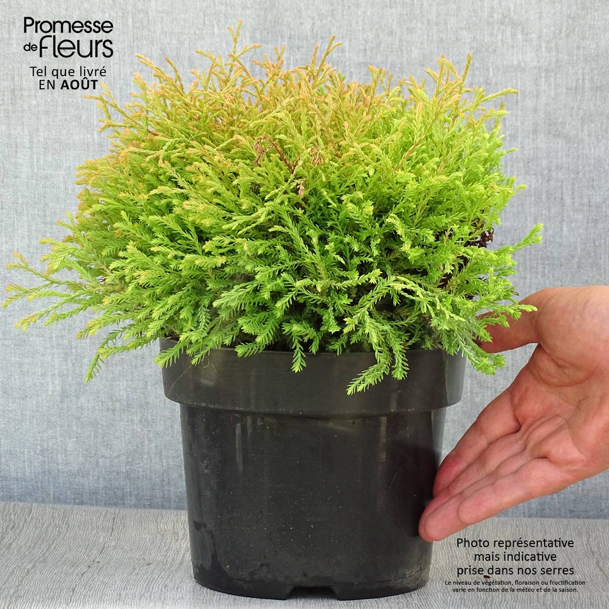Promesse de Fleurs - Thuya du Canada - Thuja occidentalis Golden Tuffet                 Pot de 2L/3L - Image 2