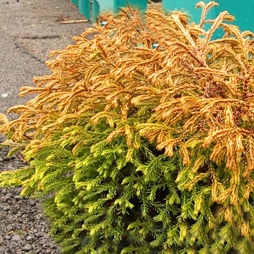 Promesse de Fleurs - Thuya du Canada - Thuja occidentalis Golden Tuffet                 Pot de 2L/3L - Image 1