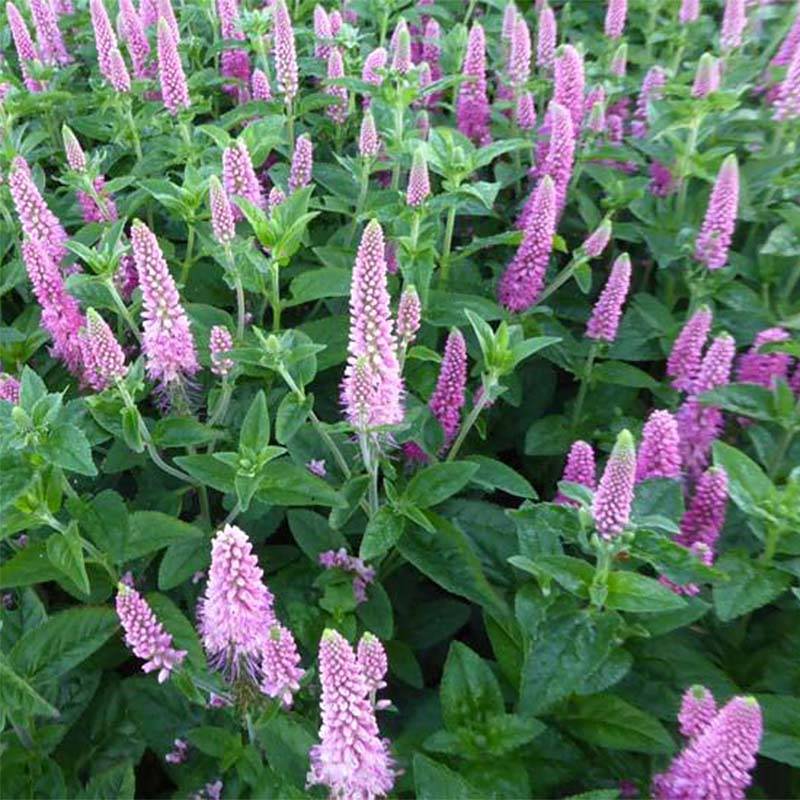 Veronica spicata First Love - Véronique Godet de 8/9 cm