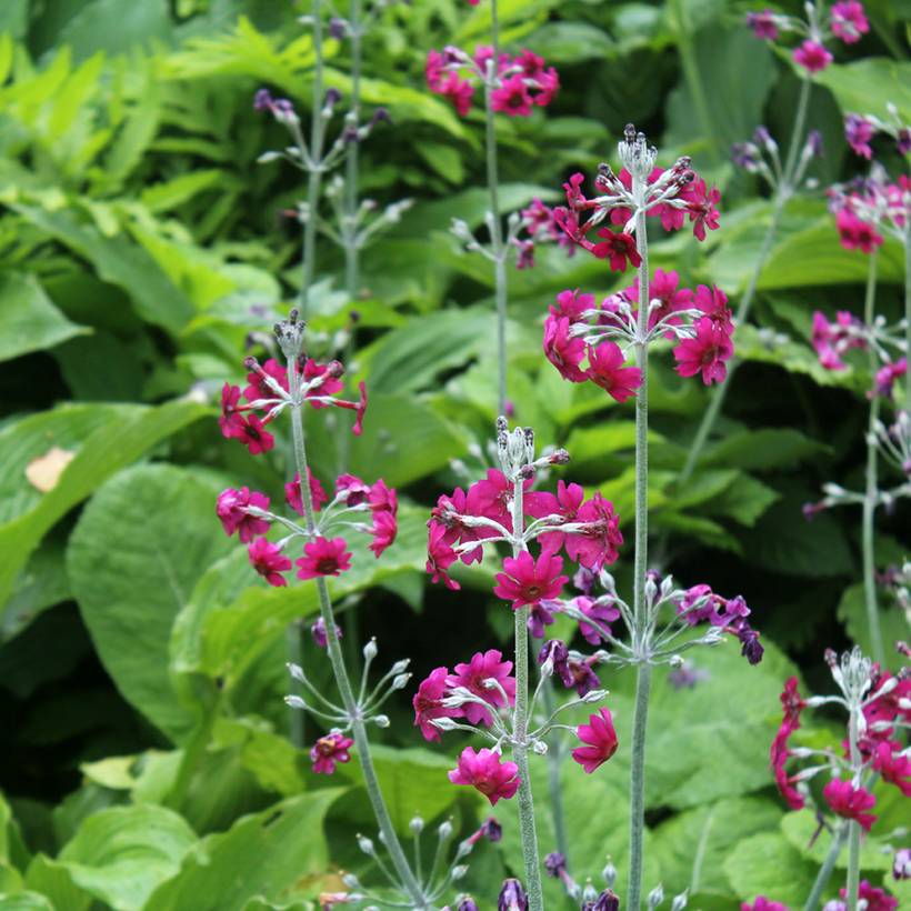 Promesse de Fleurs - Primevère candélabre - Primula pulverulenta Godet de 8/9 cm