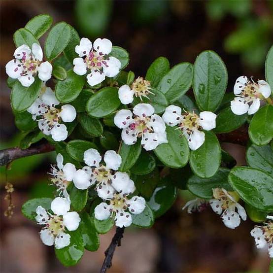 Cotonéaster suecicus Skogholm Pot de 1L/1,5L - Image 1