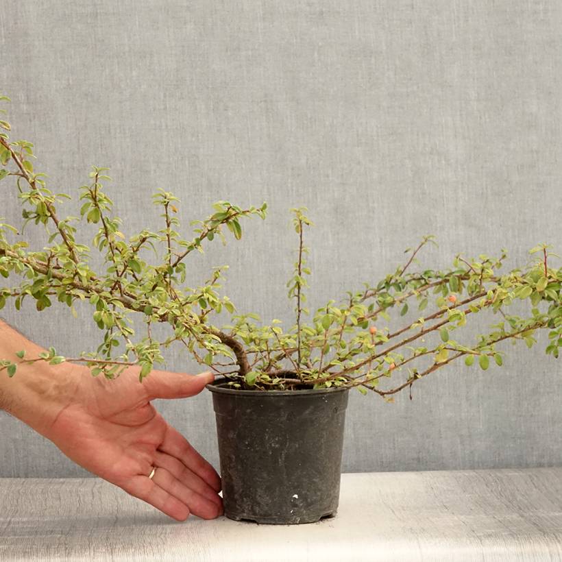 Cotonéaster suecicus Skogholm Pot de 1L/1,5L - Image 2