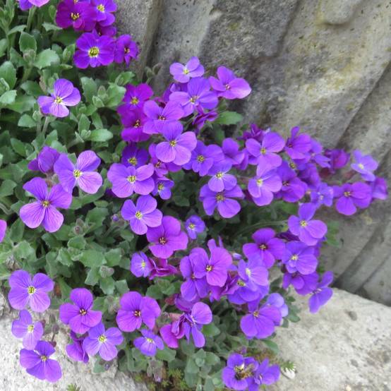 Aubriète violette - Aubrieta Cascade Purple Godet de 8/9 cm