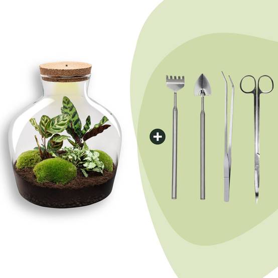 Terrarium à composer bouteille en verre recyclé - Ø29-H30cm - avec kit 4 outils - Calathea White - Terrarium DIY - Image 1