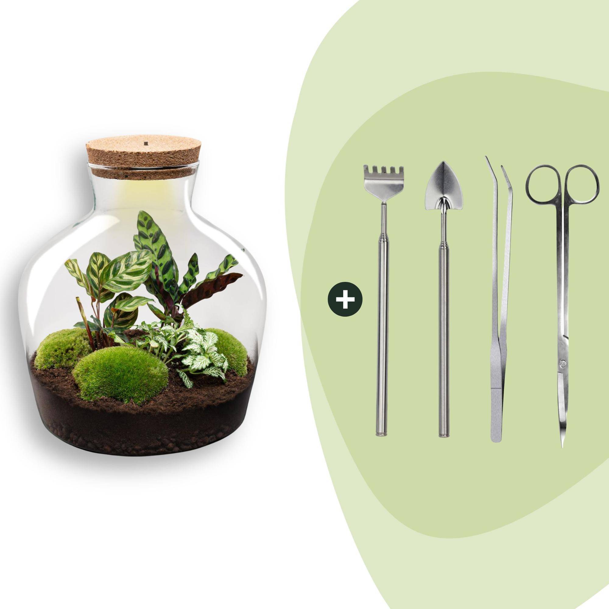 Terrarium à composer bouteille en verre recyclé - Ø29-H30cm - avec kit 4 outils - Calathea White - Terrarium DIY - Image 1