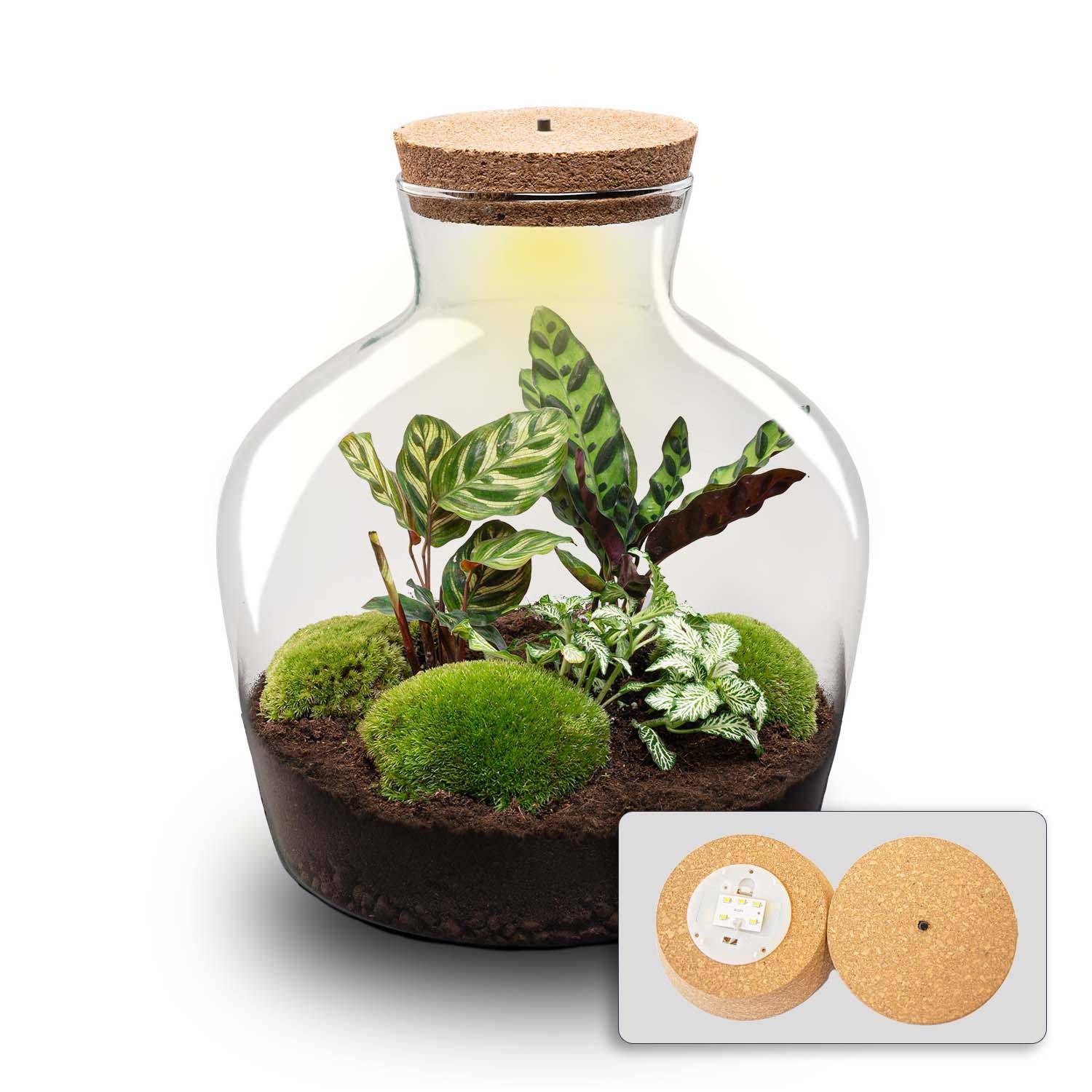 Terrarium à composer bouteille en verre recyclé - Ø29-H30cm - avec kit 4 outils - Calathea White - Terrarium DIY - Image 2