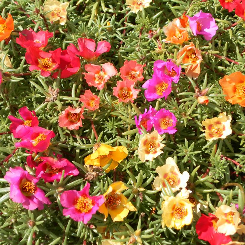 Graines de Pourpier à grandes fleurs Single Mix - Portulaca grandiflora le sachet de 3750 graines environ (0,4g)