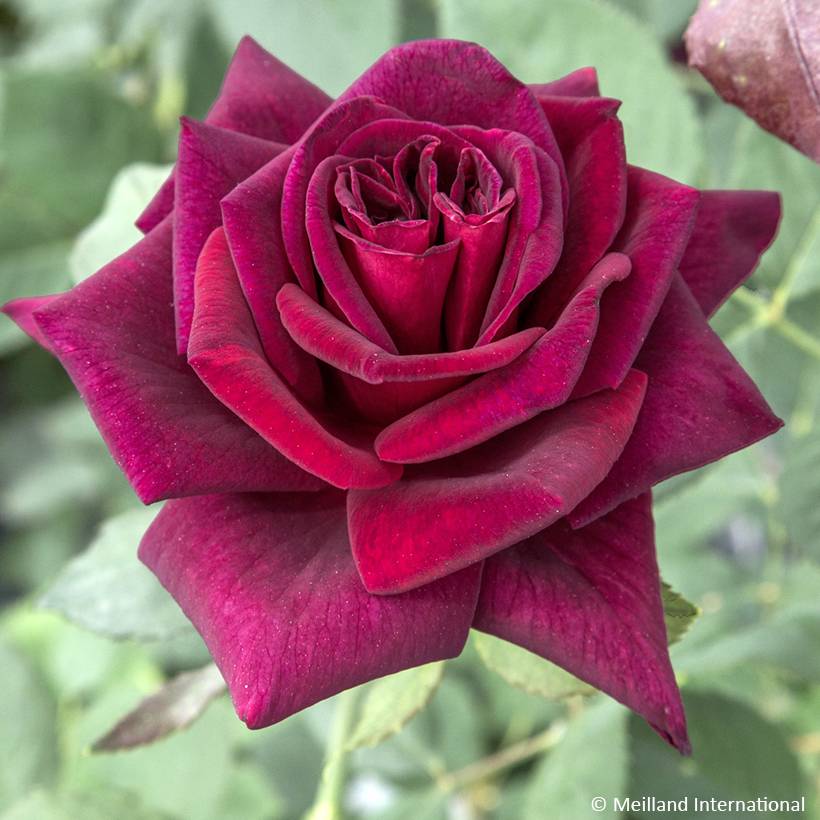 Promesse de Fleurs - Rosier à grandes fleurs Black Perfumella Pot de 4L/5L