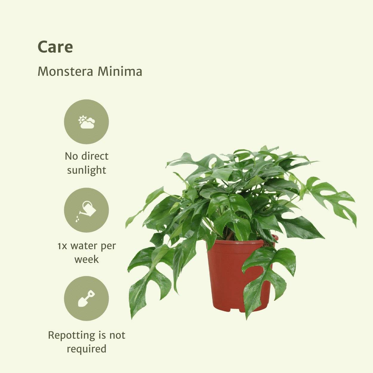Monstera Minima - H25cm - Image 5