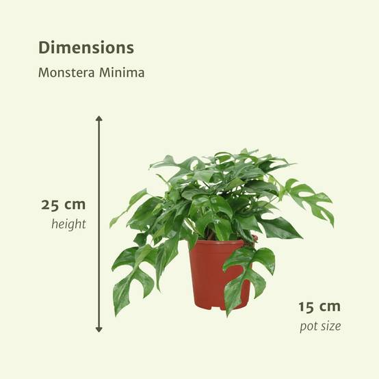 Monstera Minima - H25cm - Image 4