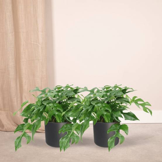 Monstera Minima - H25cm - Image 2