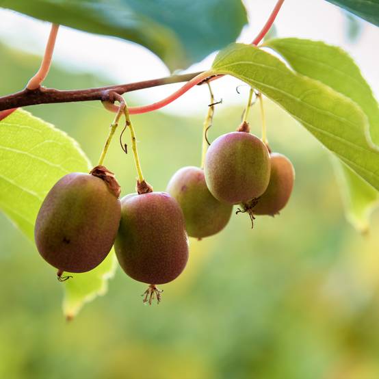 Promesse de Fleurs - Kiwi arguta Ananasnaya (femelle) - Kiwaï Anna Pot de 1,5L/2L