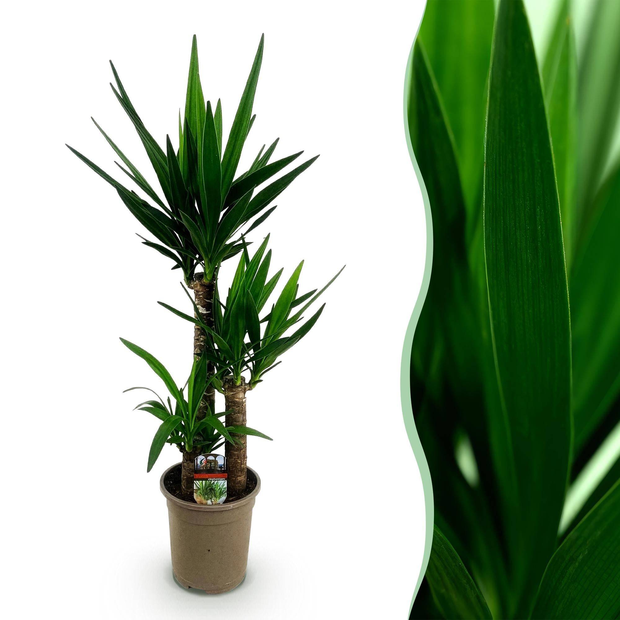 Yucca Elephantipes - D21 H100cm - Image 2