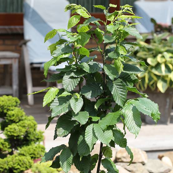 Promesse de Fleurs - Carpinus betulus Fastigiata Monument - Charme commun fastigié Pot de 6L/7L - Image 1