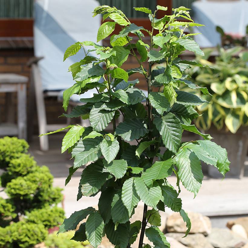 Promesse de Fleurs - Carpinus betulus Fastigiata Monument - Charme commun fastigié Pot de 6L/7L
