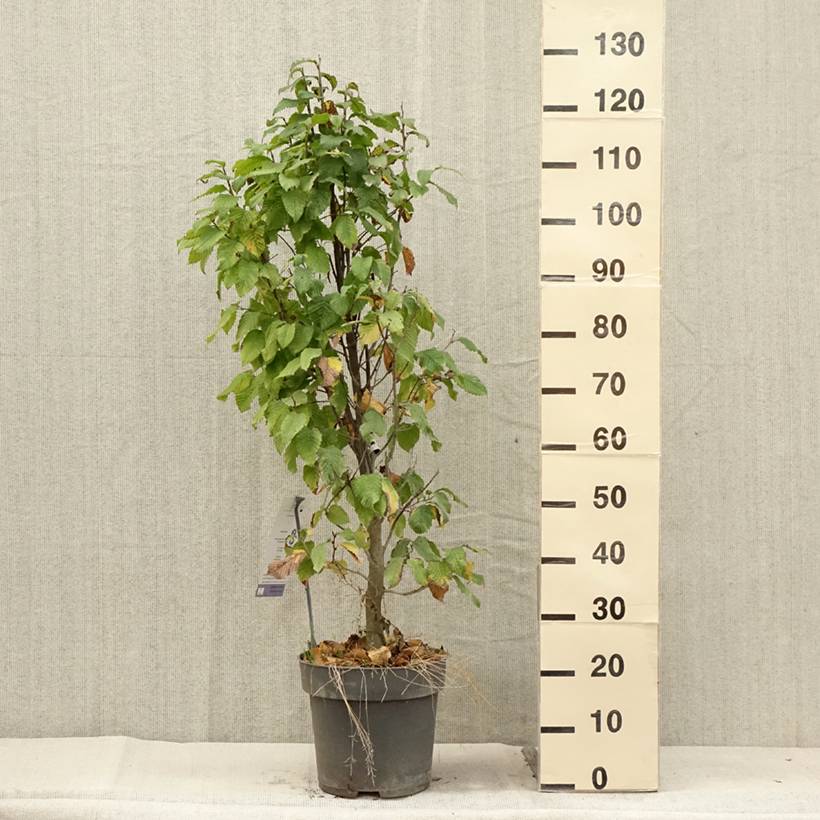 Promesse de Fleurs - Carpinus betulus Fastigiata Monument - Charme commun fastigié Pot de 6L/7L - Image 2