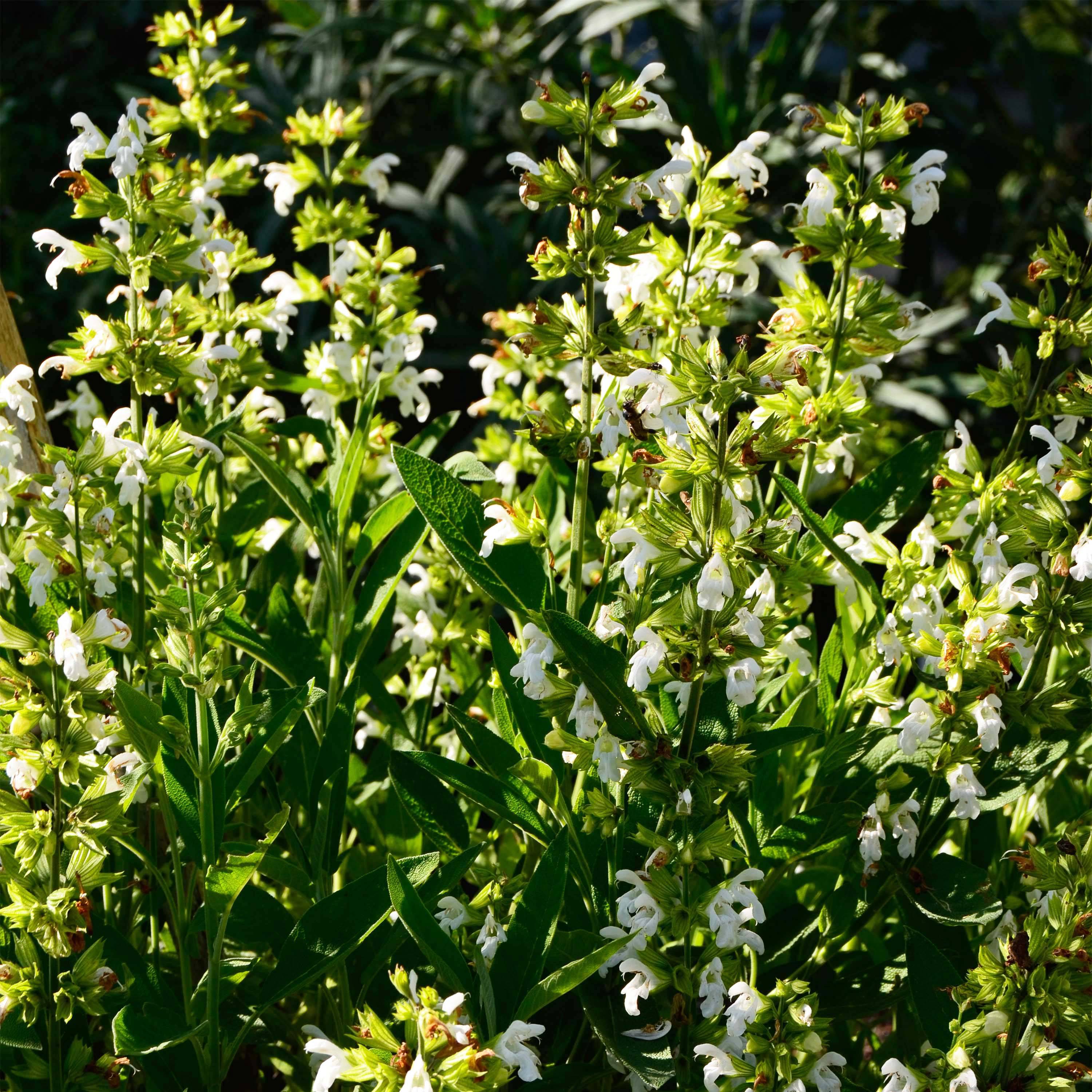 Sauge officinale Albiflora - Salvia officinalis Godet de 8/9 cm